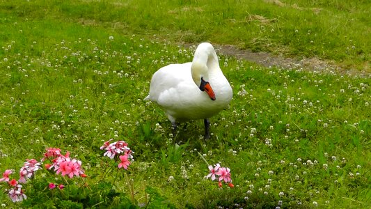 Nature swans beautiful photo