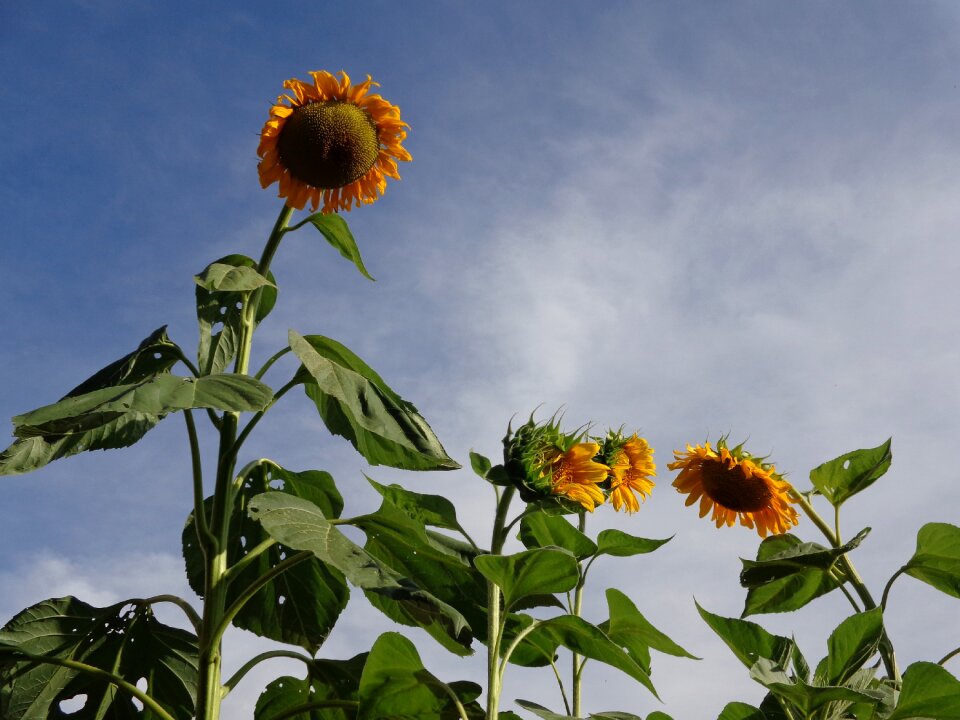 Cute suns flowers plant