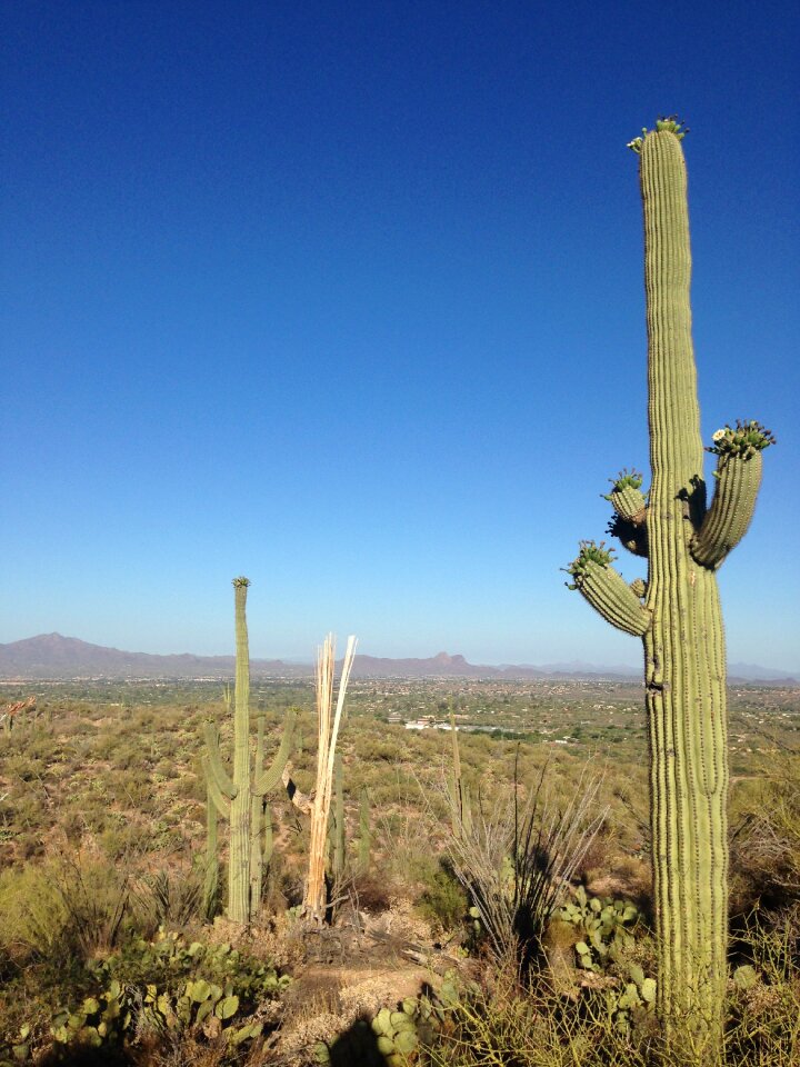 Cactus arizona