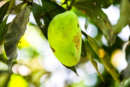 Fruits fruit green mango photo