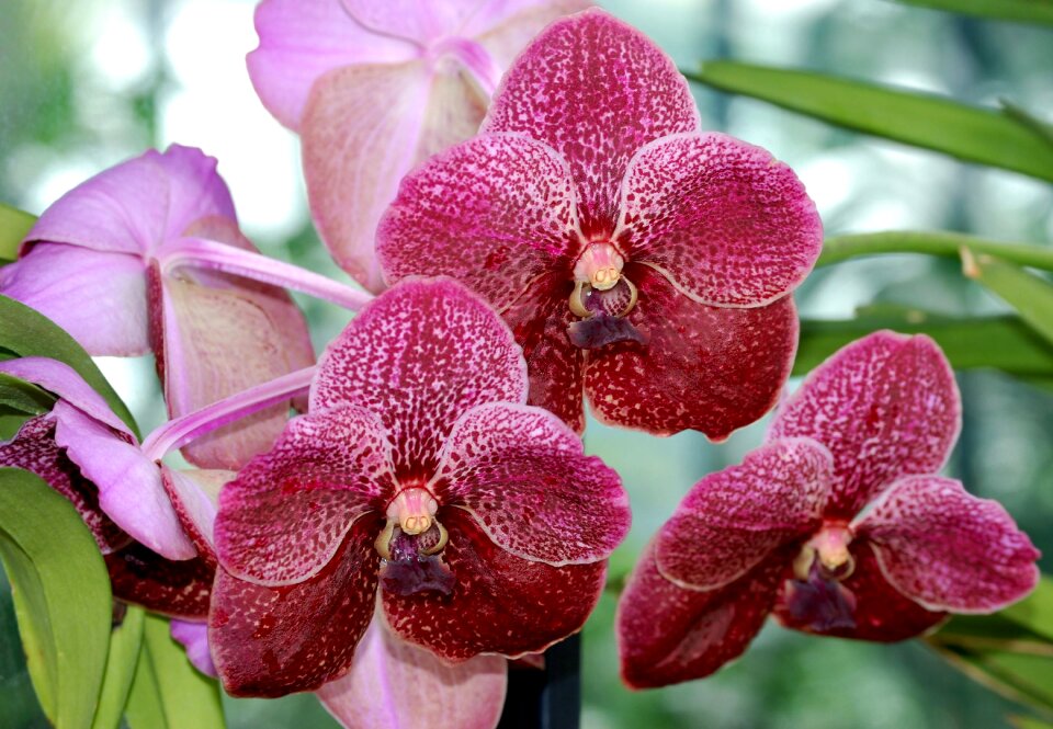 Lovely bloom close-up