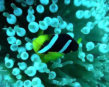 Exot underwater coral photo