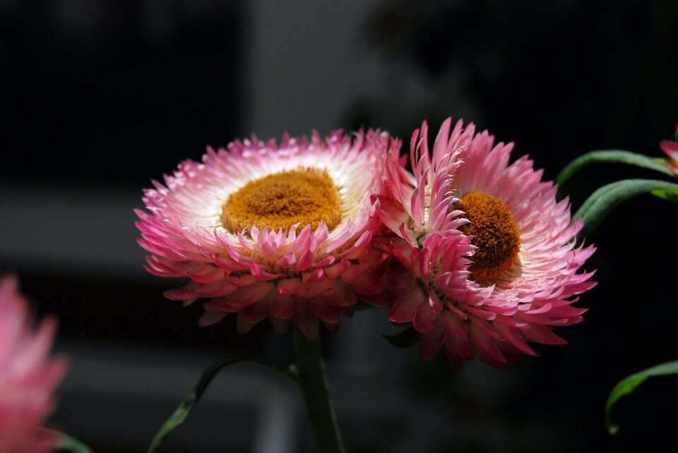 Pink plants
