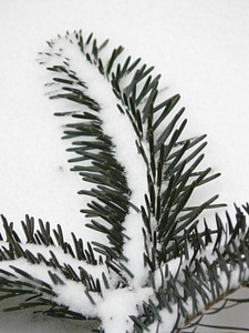 Needles fir tree silver fir