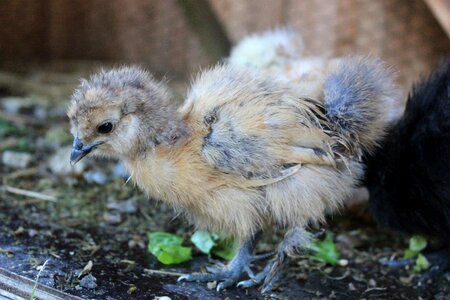 Agriculture fluff chicks photo