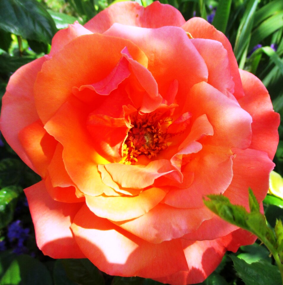 Fragrance beauty color