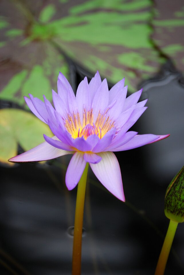Aquatic purple water