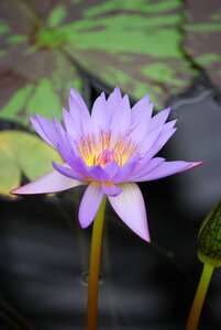 Aquatic purple water