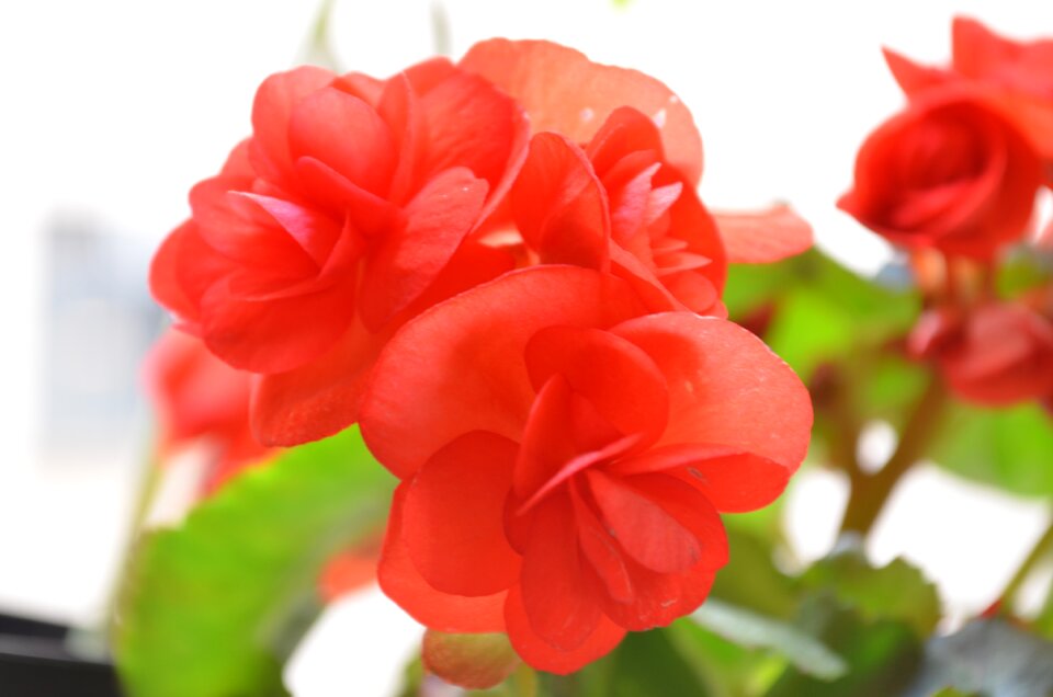 Love colorful red