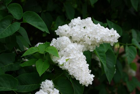 Bloom syringa vulgaris white photo