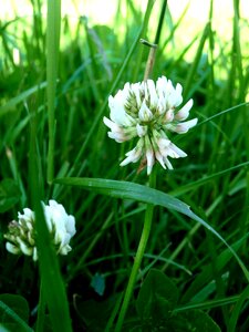 Meadow green pastures