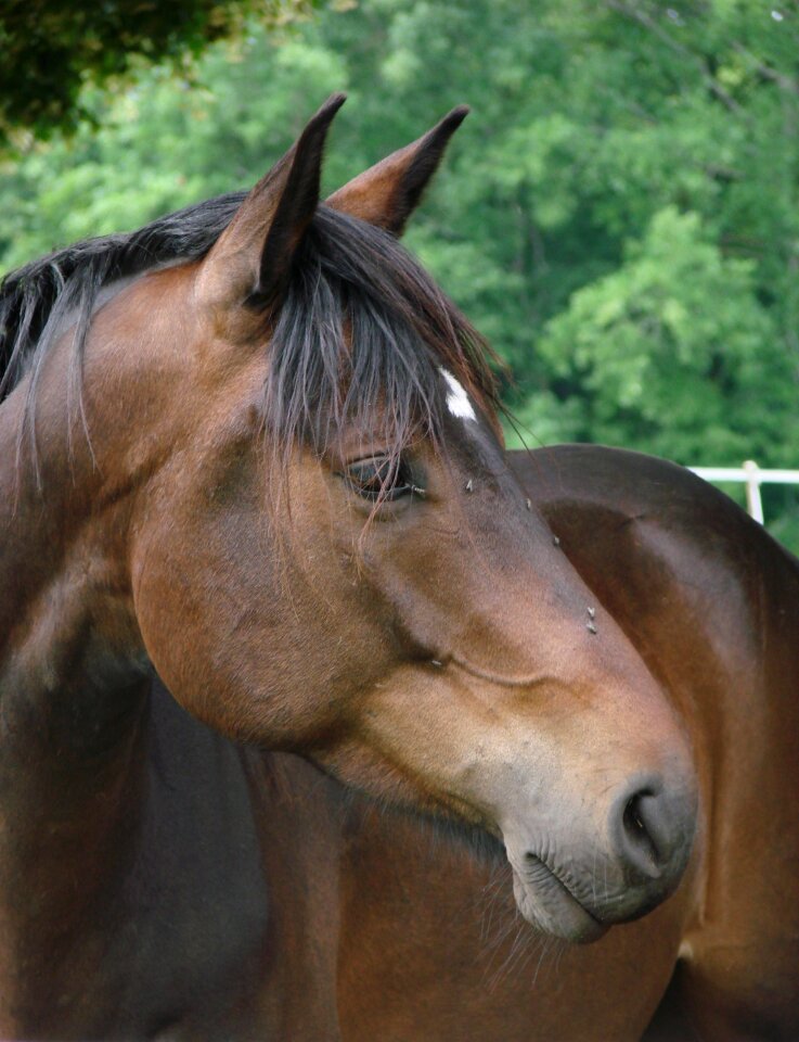Portrait bai french saddle