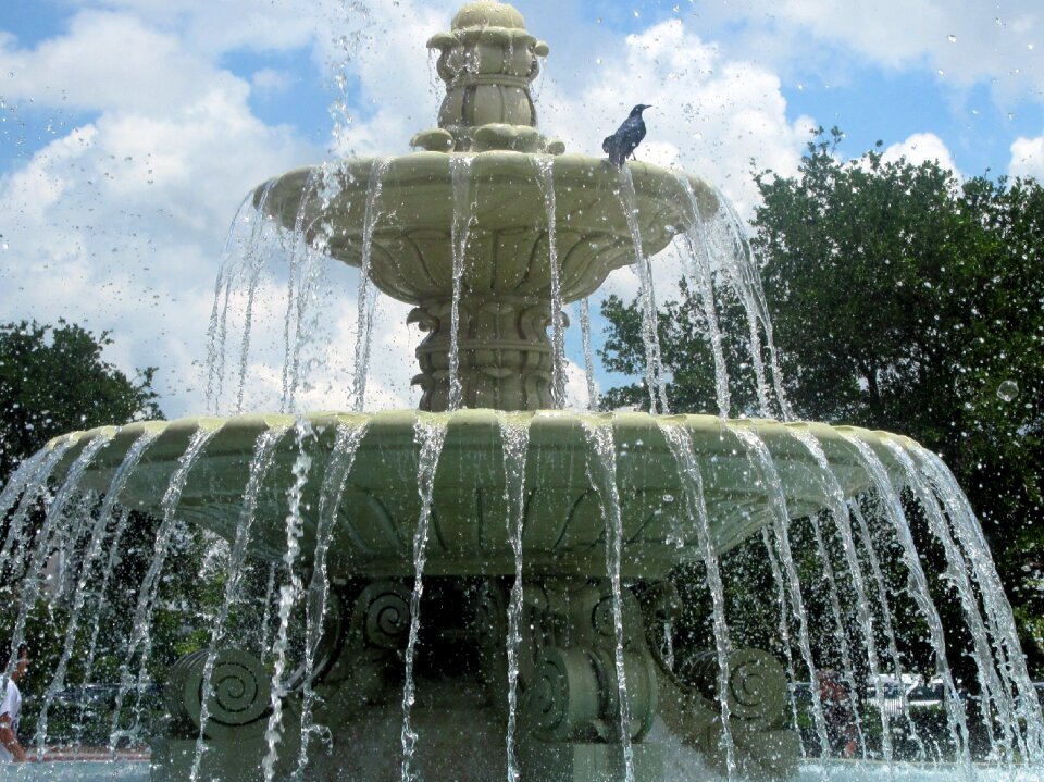 Bird crow scenery