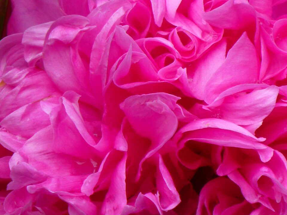 Flower blossom bloom