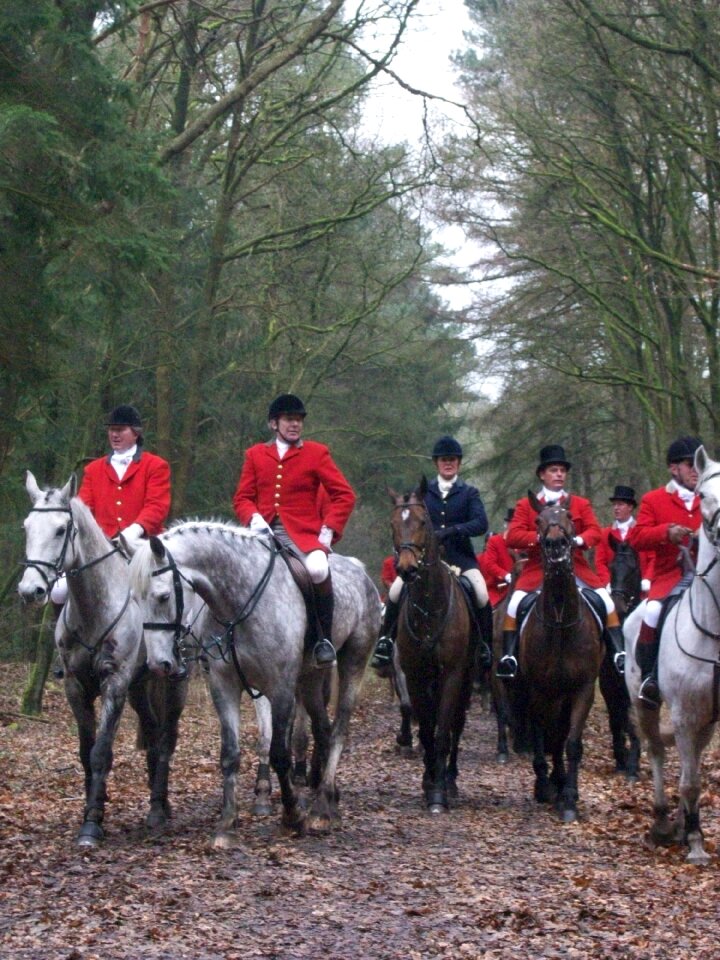 Autumn fox hunting fox