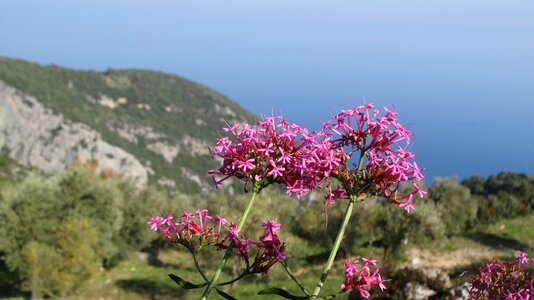 Mountains flower nature