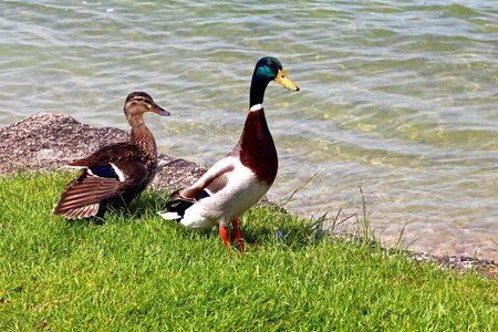 Mallard water bird