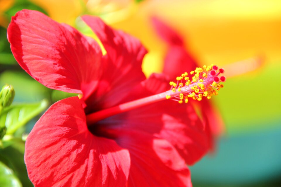 Blossom bloom malvaceae