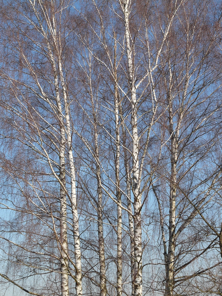 Grove of trees aesthetic branches