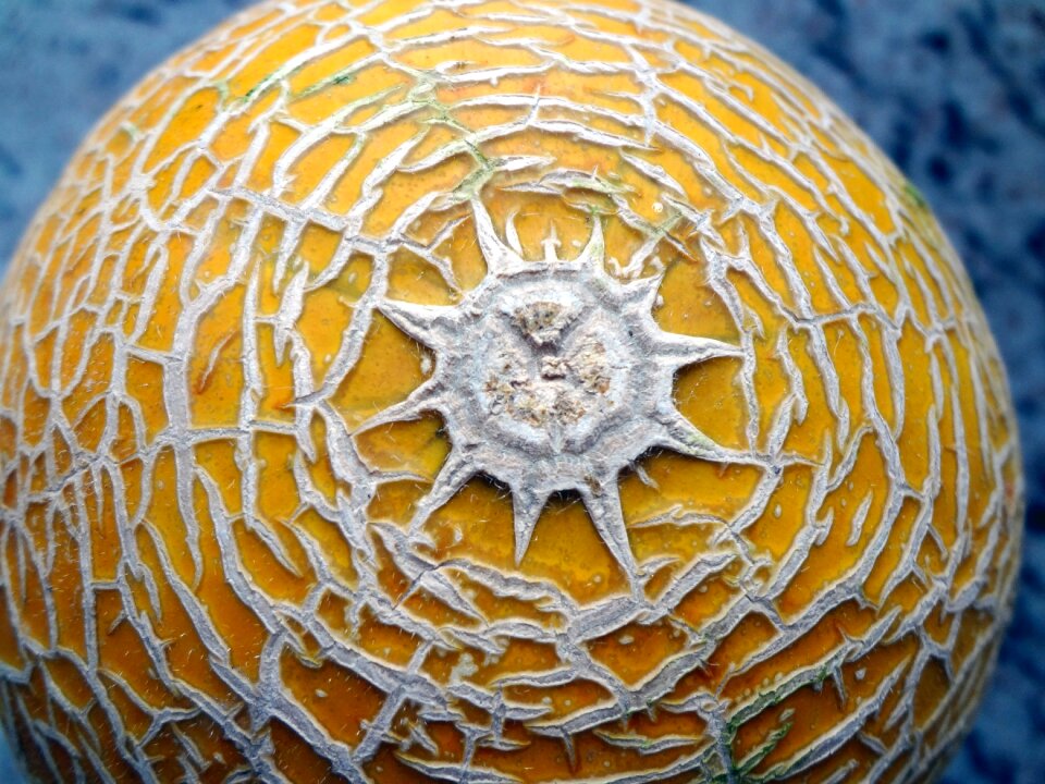Power melon fruit sun form