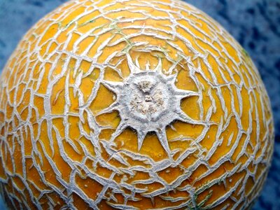 Power melon fruit sun form