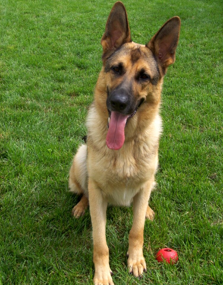 Dog german shepherd watchdog