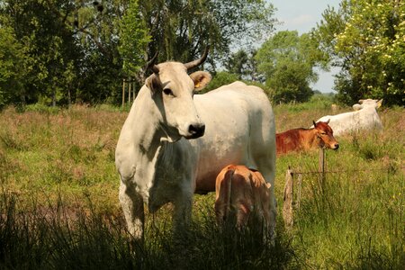 Cattle animal cows