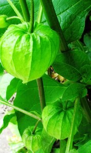 Plant green winter decoration
