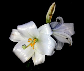 Petal white flower purity