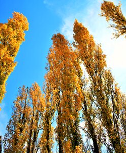 Poplar tall autumn photo
