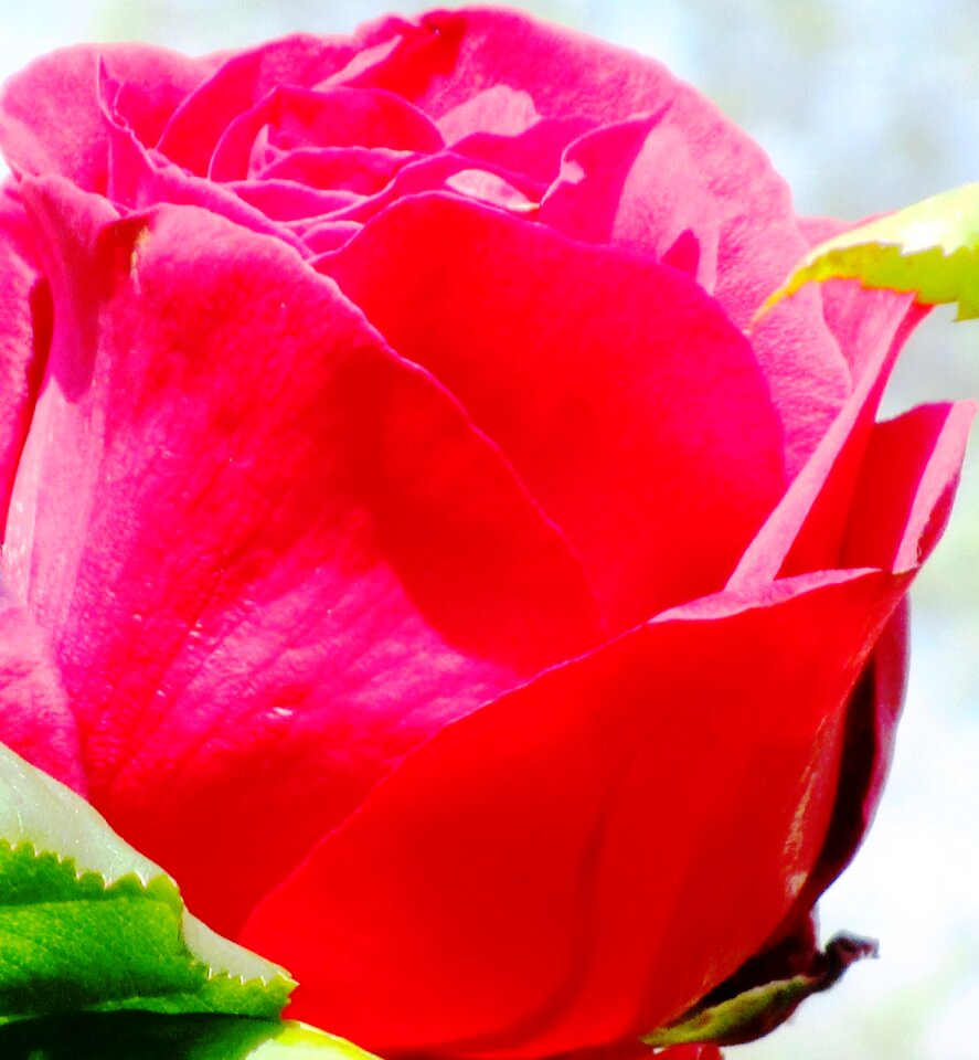 Bloom rose bloom fragrance