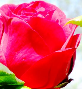 Bloom rose bloom fragrance photo