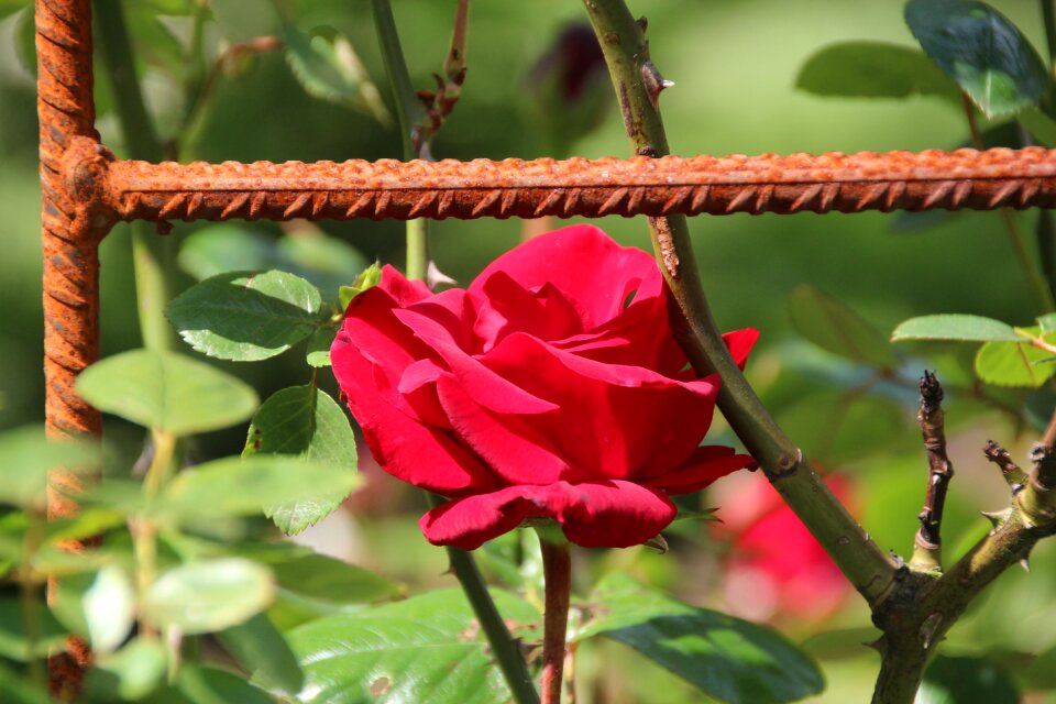 Red rust climbing rose