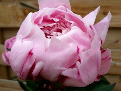 Flower plant pink