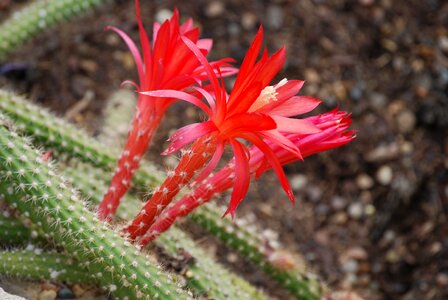 Desert flower spiky thorns