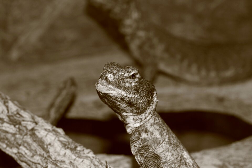 Urtier chameleon jungle