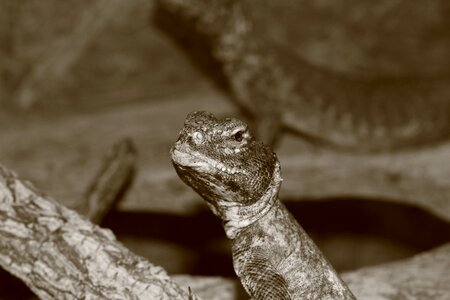 Urtier chameleon jungle photo