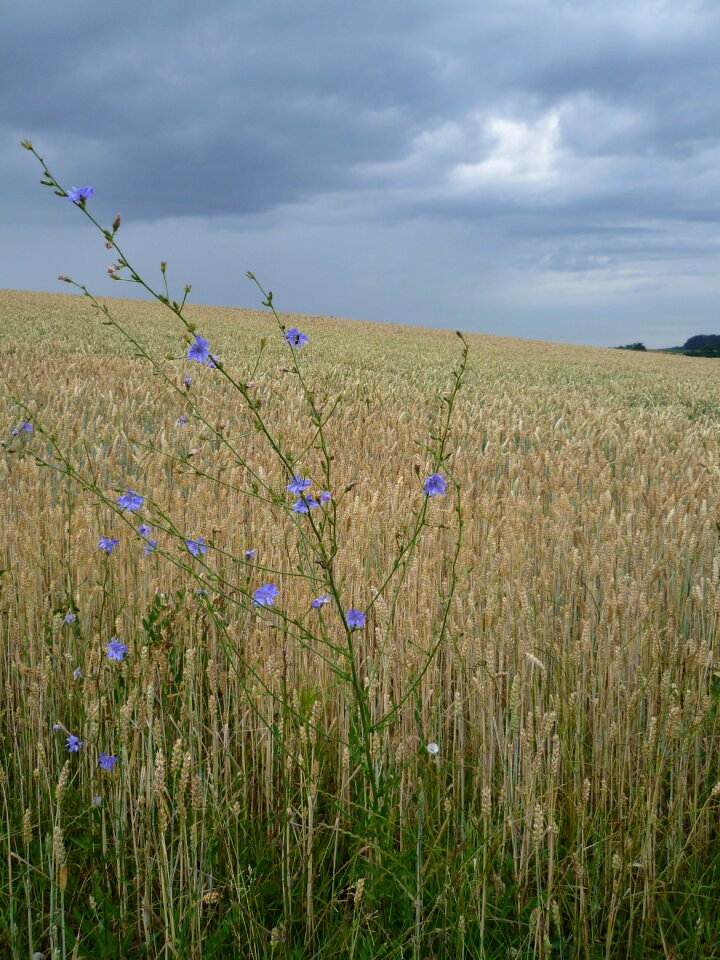 Wheat spike spike cereals