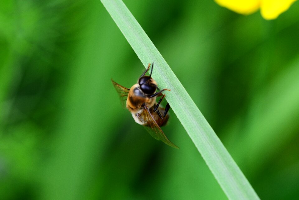 Bee ready for take-off resting