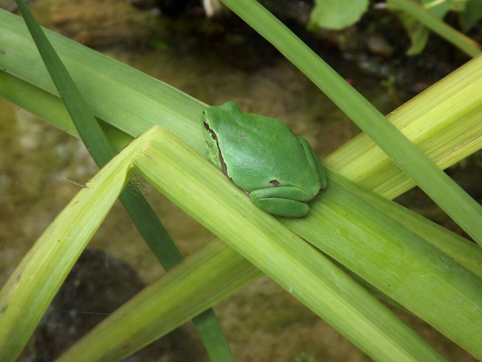Animal world amphibians frogs