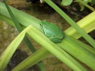 Animal world amphibians frogs photo