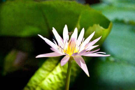 Water lily pink green photo