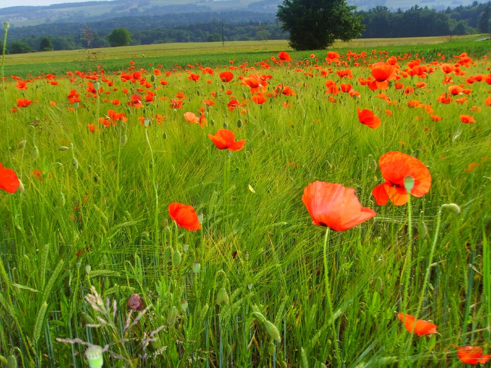 Poppy meadow summer meadow