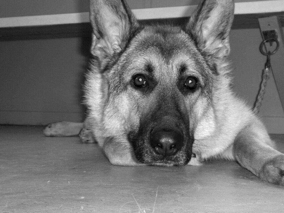 German shepherd animals pet