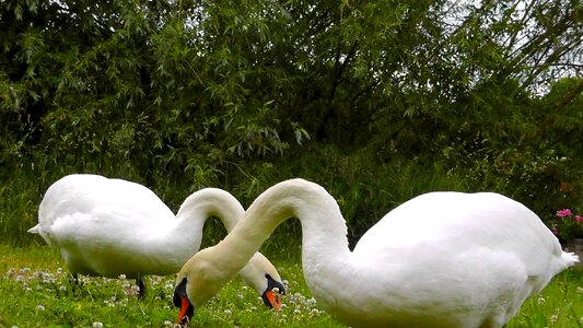 Elegant feather mute swan