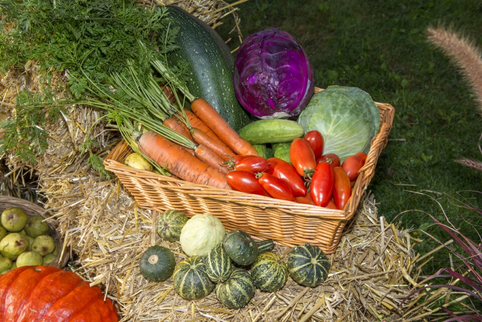 Vegetables autumn agriculture