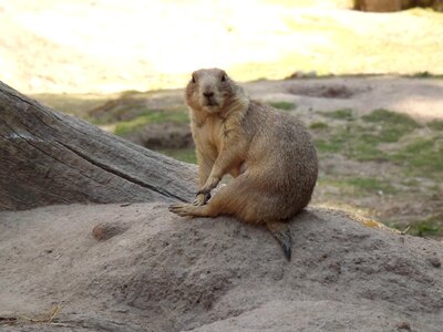 Prairie dog rodent small