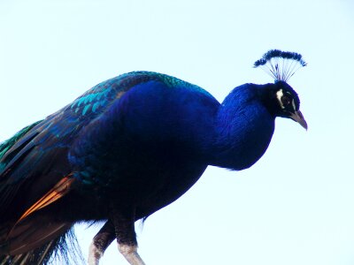 Close up iridescent blue