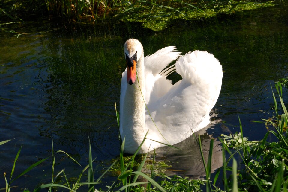 Waterfowl white water