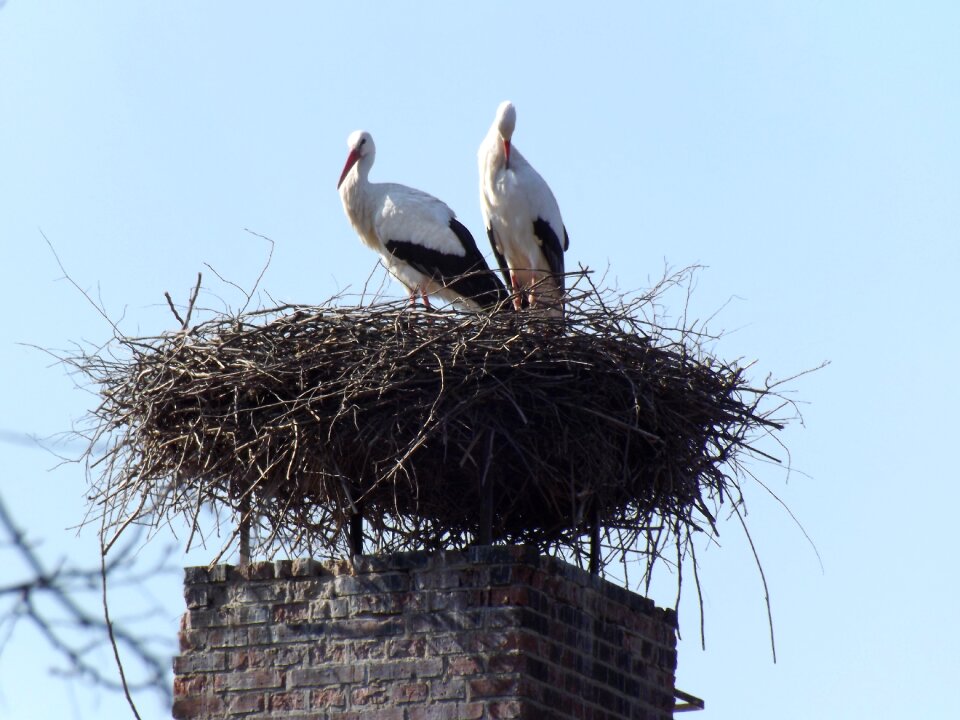 Storks white stork storchennest